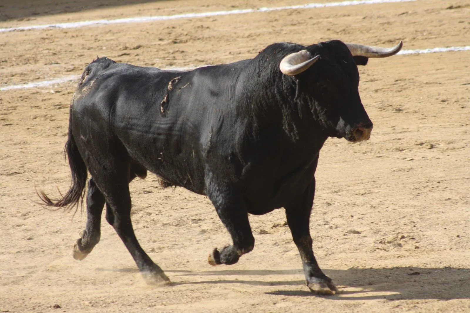 Asociación Toreo en Red Hondo