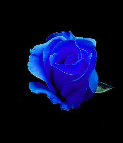 Asómate A Mi Alma: Rosa Azul