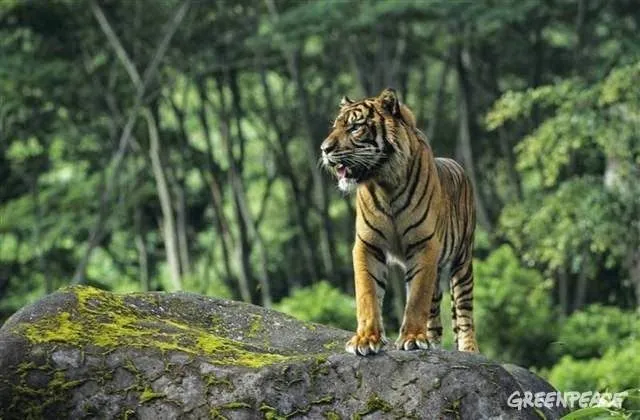 Aspectos Del Medioambiente: Bosques tropicales y lluviosos