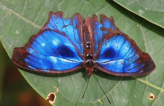 Association for Tropical Lepidoptera home page