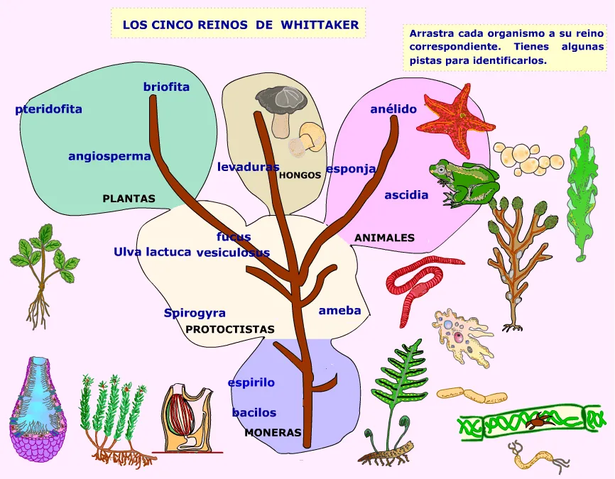 Astrofísica y Física: Sheldon Cooper, la taxonomía de Linneo, el ...