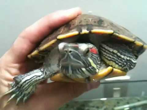 Astrónomos japoneses observan mancha solar 66 veces más grande que ...