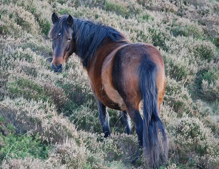 Asturcones Braniego