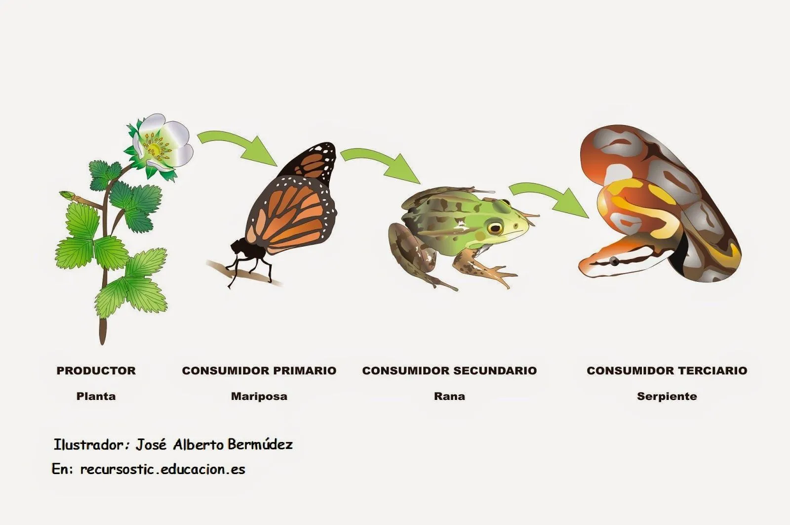 asxlab: Qué es la cadena alimenticia ?