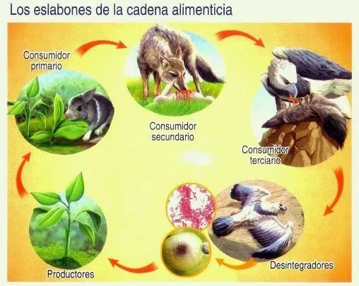 asxlab: Qué es la cadena alimenticia ?