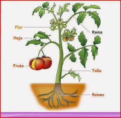 asxlab: Las plantas y sus partes