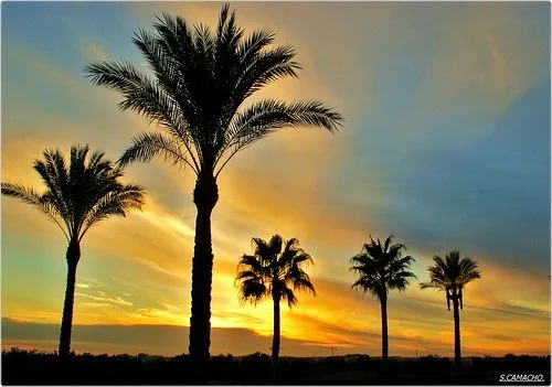 ATARDECER CON PALMERAS. | Flickr - Photo Sharing!