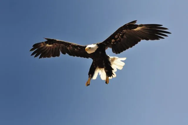 Aterrizando a mi lado | fotos de Naturaleza