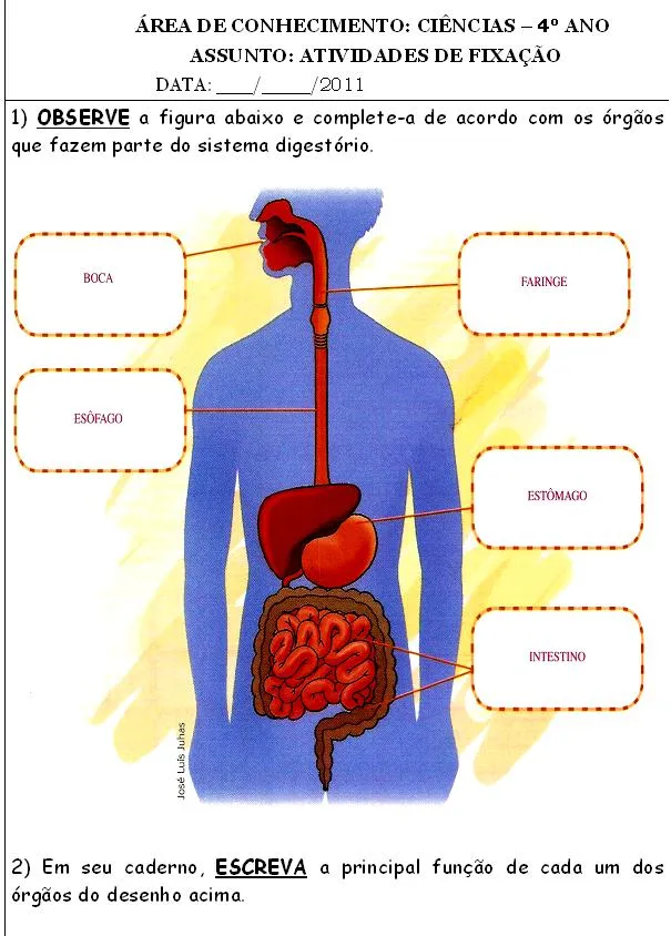 Atividade Infantil: SISTEMA DIGESTÓRIO.