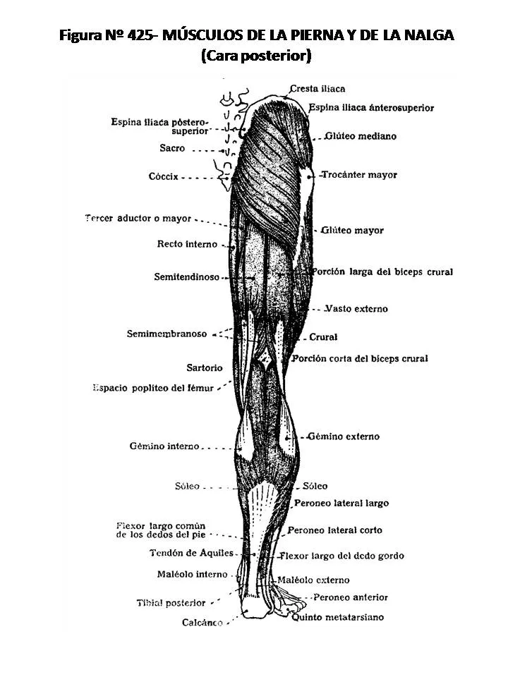 ATLAS DE ANATOMÍA HUMANA: 425. MÚSCULOS DE LA PIERNA Y DE LA NALGA ...