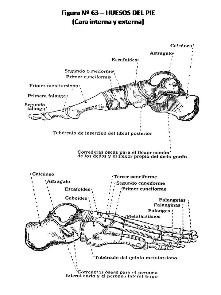 ATLAS DE ANATOMÍA HUMANA: 63. HUESOS DEL PIE, CARAS INTERNA Y EXTERNA.