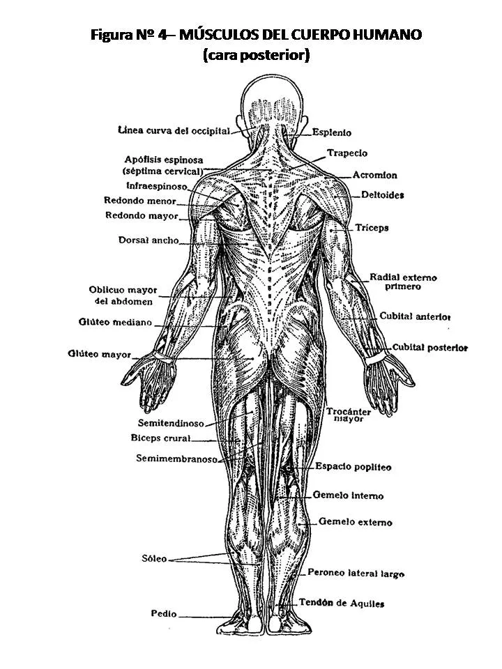 ATLAS DE ANATOMÍA HUMANA: 4. MÚSCULOS DEL CUERPO HUMANO, CARA ...