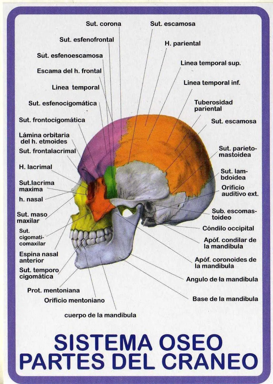 ATLAS DE ANATOMÍA HUMANA: SISTEMA OSEO - PARTES DEL CRÁNEO