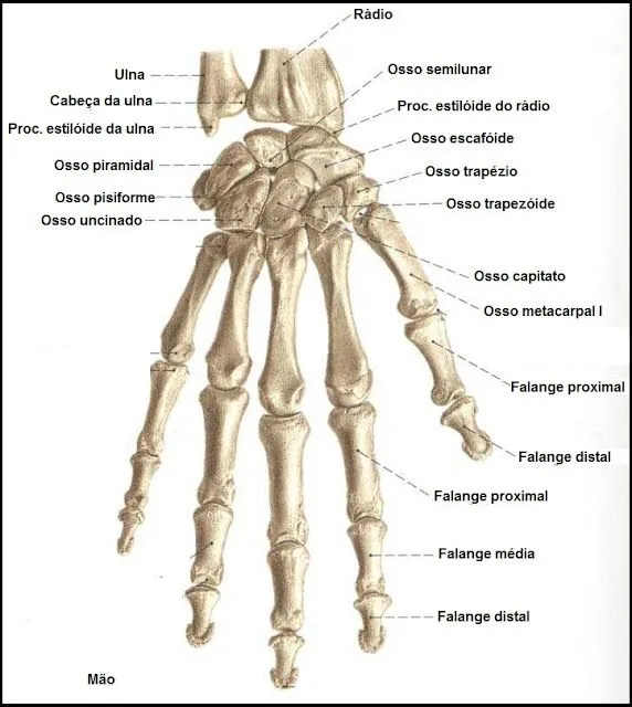 Atlas de Anatomia Humano : Sistema Esquelético