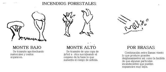 Atlas de medicina forense (página 3) - Monografias.com