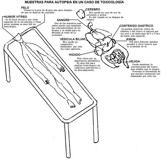 Atlas de medicina forense (página 3) - Monografias.com