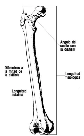 Atlas de osteología humana (página 2) - Monografias.