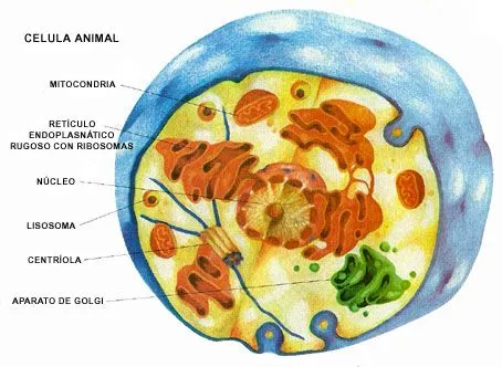 de los átomos a la célula