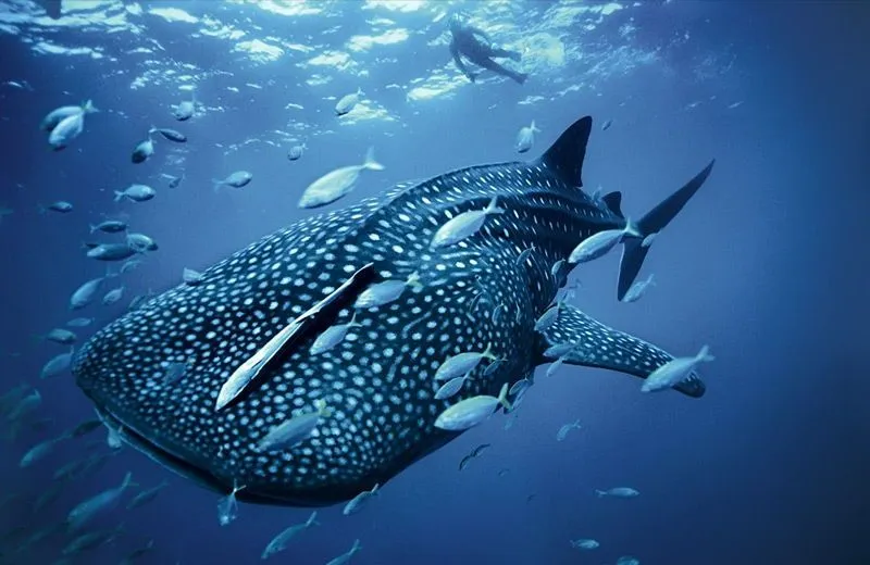 Te atreverías a nadar con el Tiburón Ballena en la Riviera Maya ...