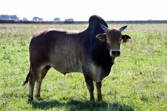 Atrévete...: Animales maravillosos: Cebú, una "vaca" con joroba