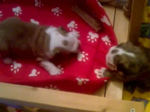 attaque de bebe bulldog anglais | PopScreen