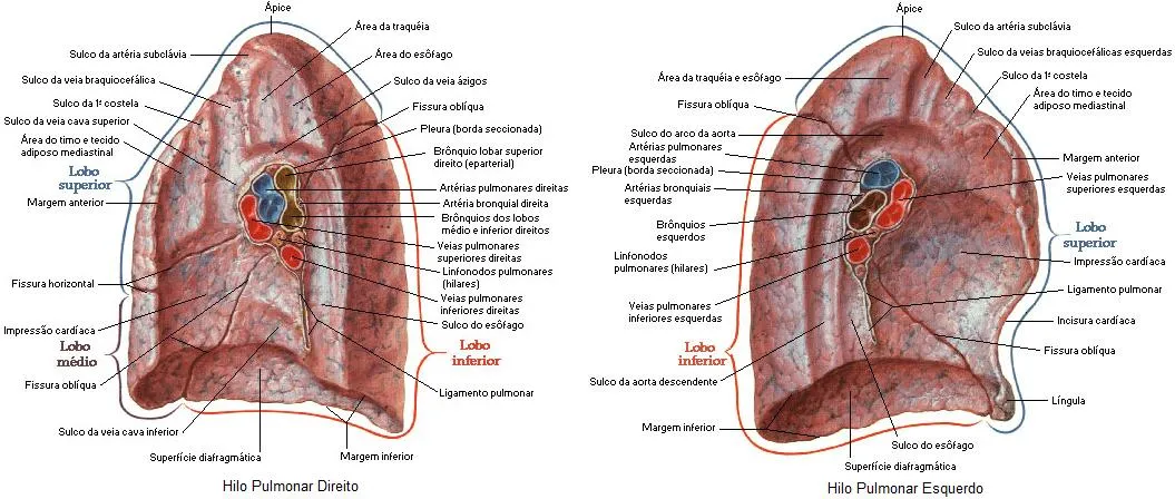 Atualiza Fisio: Sistema Respiratório