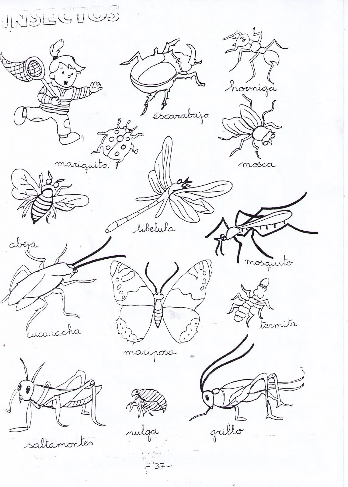Nombre de insectos - Imagui