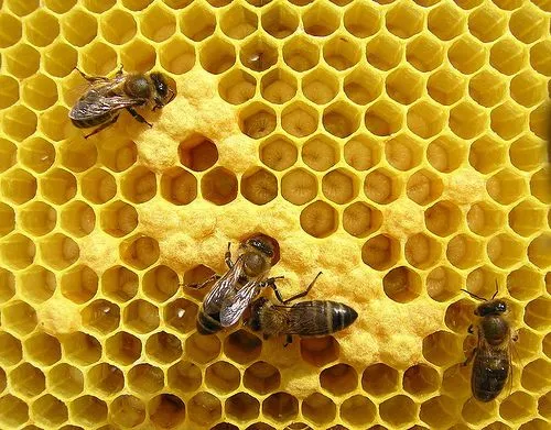 Aula Museo de los Abejas y el Castillo de la Triste Condesa