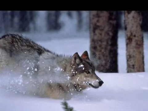 Aullido de lobos. - YouTube
