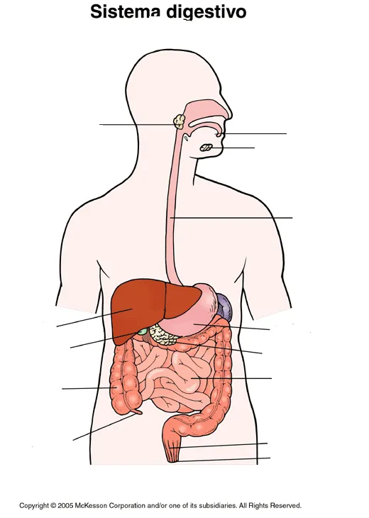 aunestamosvivos: APARATO DIGESTIVO