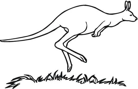 Kangaroo para colorear - Imagui