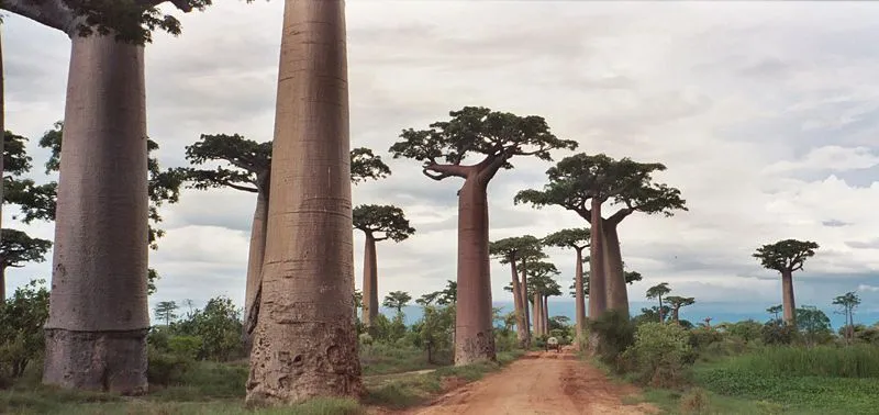 La avenida de los baobabs - 3viajes