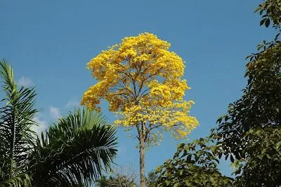 AVENTURA AVILA el blog de Pedro Biern: El Araguaney es el Arbol ...