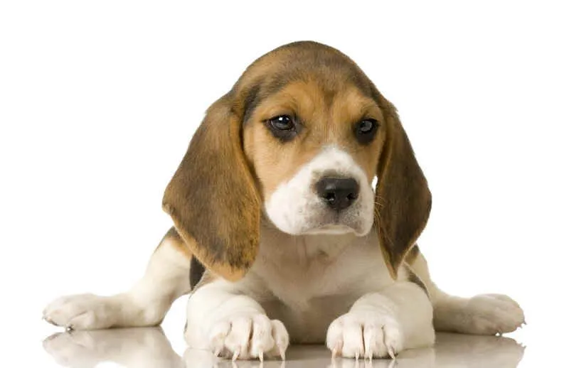 Aventuras a cuatro patas: Beagle, el pequeño sabueso