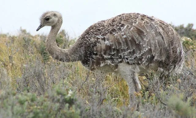 Aves Australes: Ñandú de Magallanes