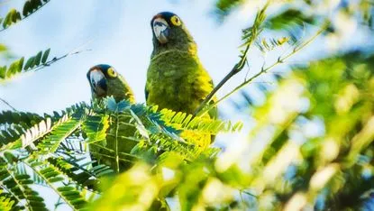 Aves Desde Mi Balcón V: Pericos de Frente Naranja | Playa Sayulita