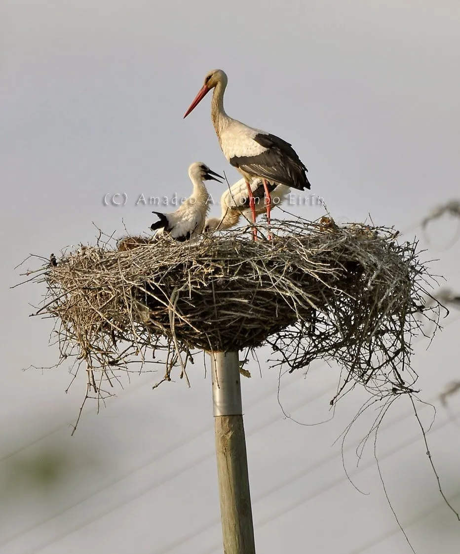 Aves de Baldaio: Primeras cigueñas en Verín