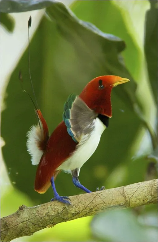 6 de las aves más bellas del planeta | LaReserva