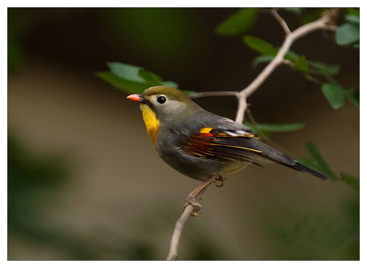 Aves de colores HD - Imagui