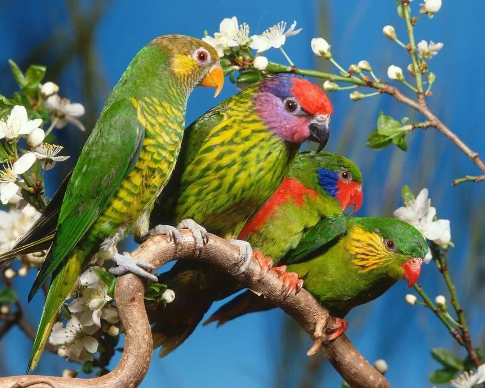 Las aves que se compran alegremente en la calle pueden acarrear ...