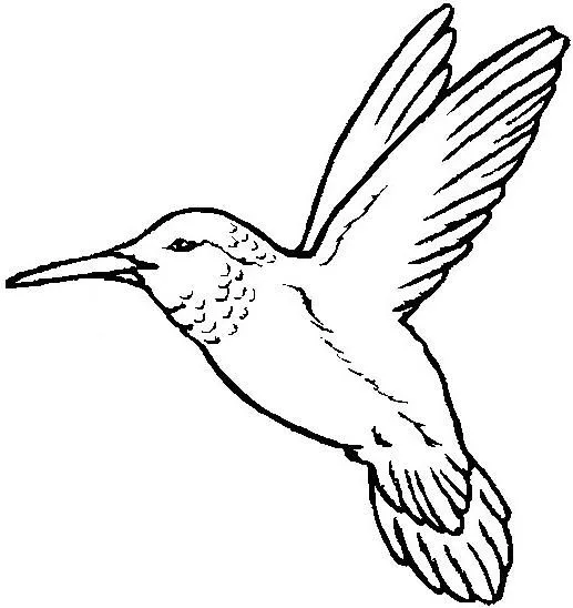 Dibujos de aves para colorear y imprimir - Imagui