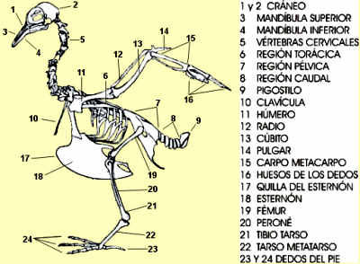 aves esqueleto