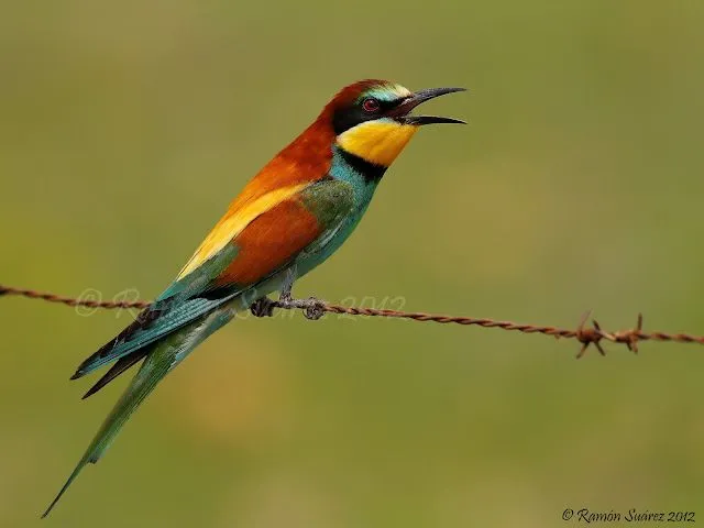 AVES Y ESTRELLAS: Explosión de color (para Silvia)