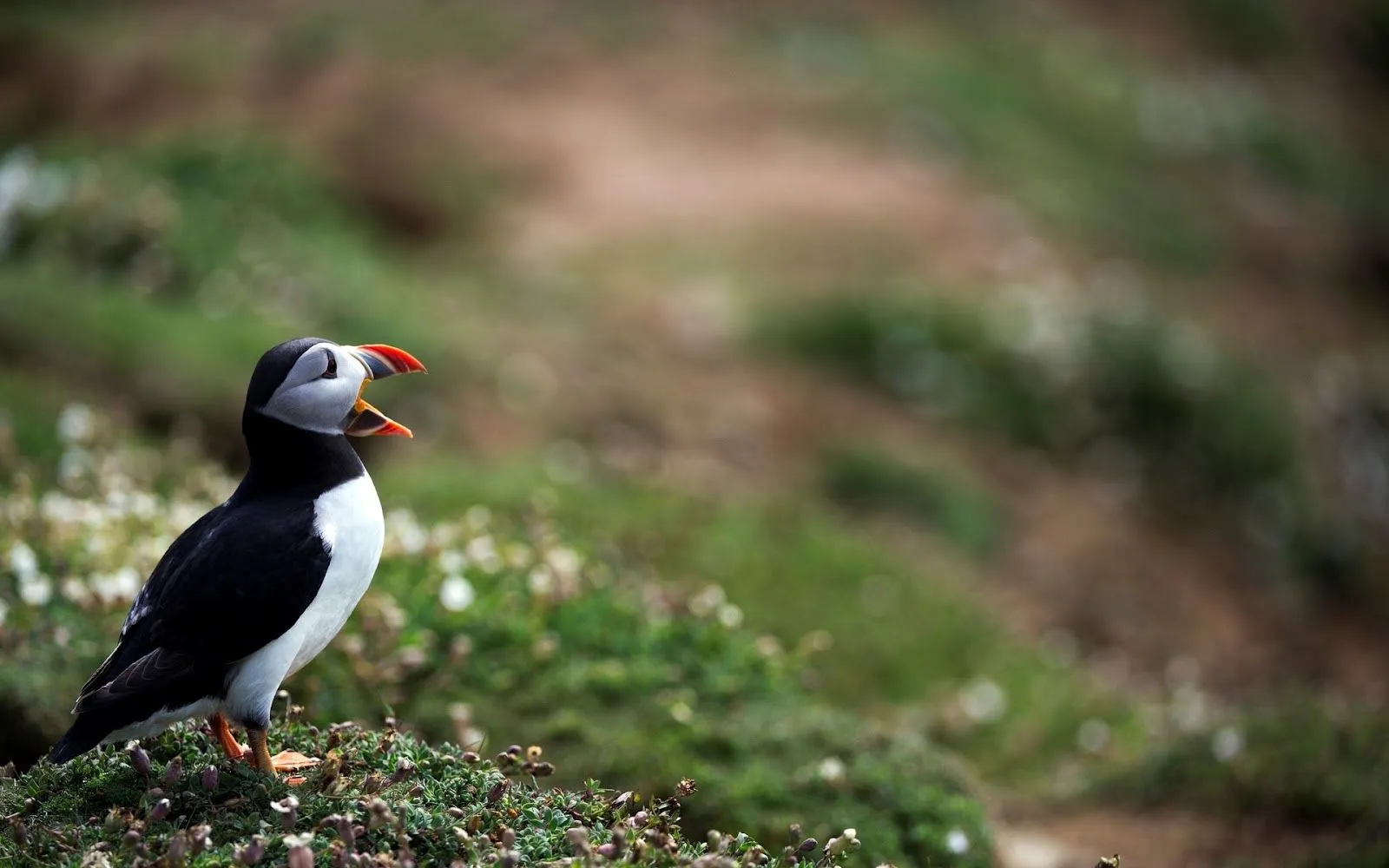 Imágenes de Aves Exóticas en HD | Fotos e Imágenes en FOTOBLOG X