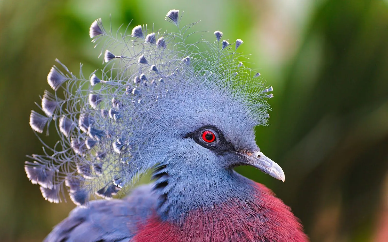 Aves Exóticas - Fondos de Pantalla HD - Wallpapers HD