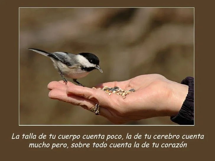 AVES Y FRASES