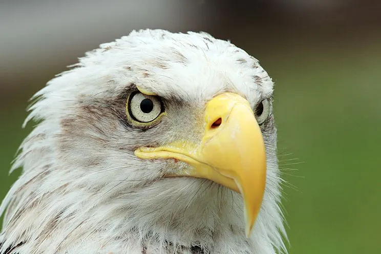 Las aves mas hermosas del mundo en HD,Nuevas Imágenes - Taringa!