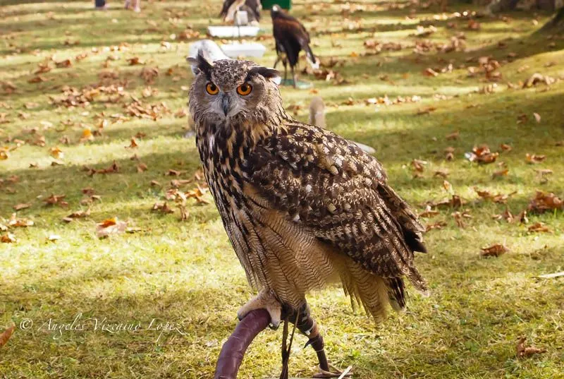 aves en libertad: búho real (hembra llamada bruja)