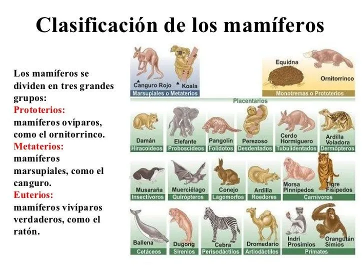 Aves y mamíferos