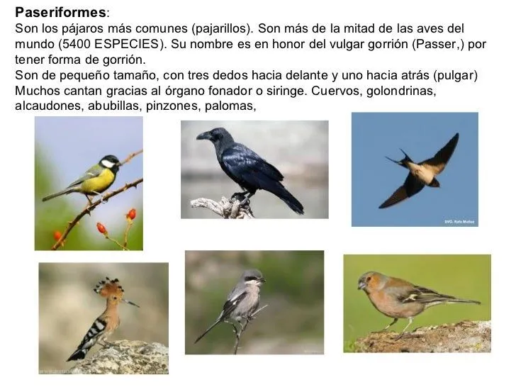 Aves y mamíferos